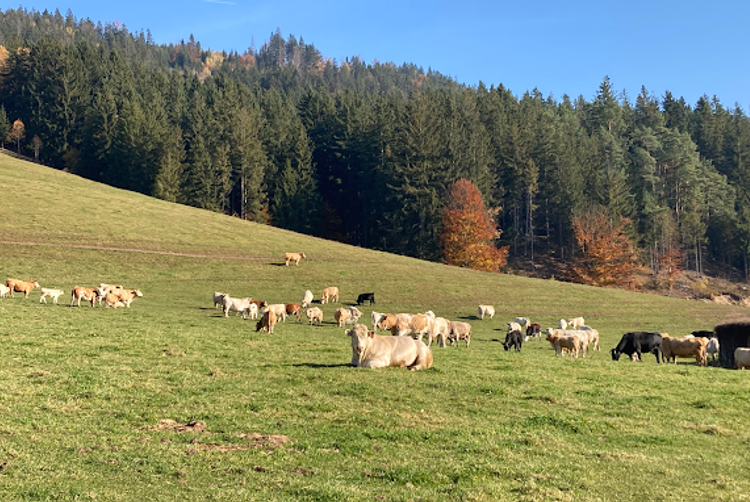 Restaurace Talíř | Praha | 1